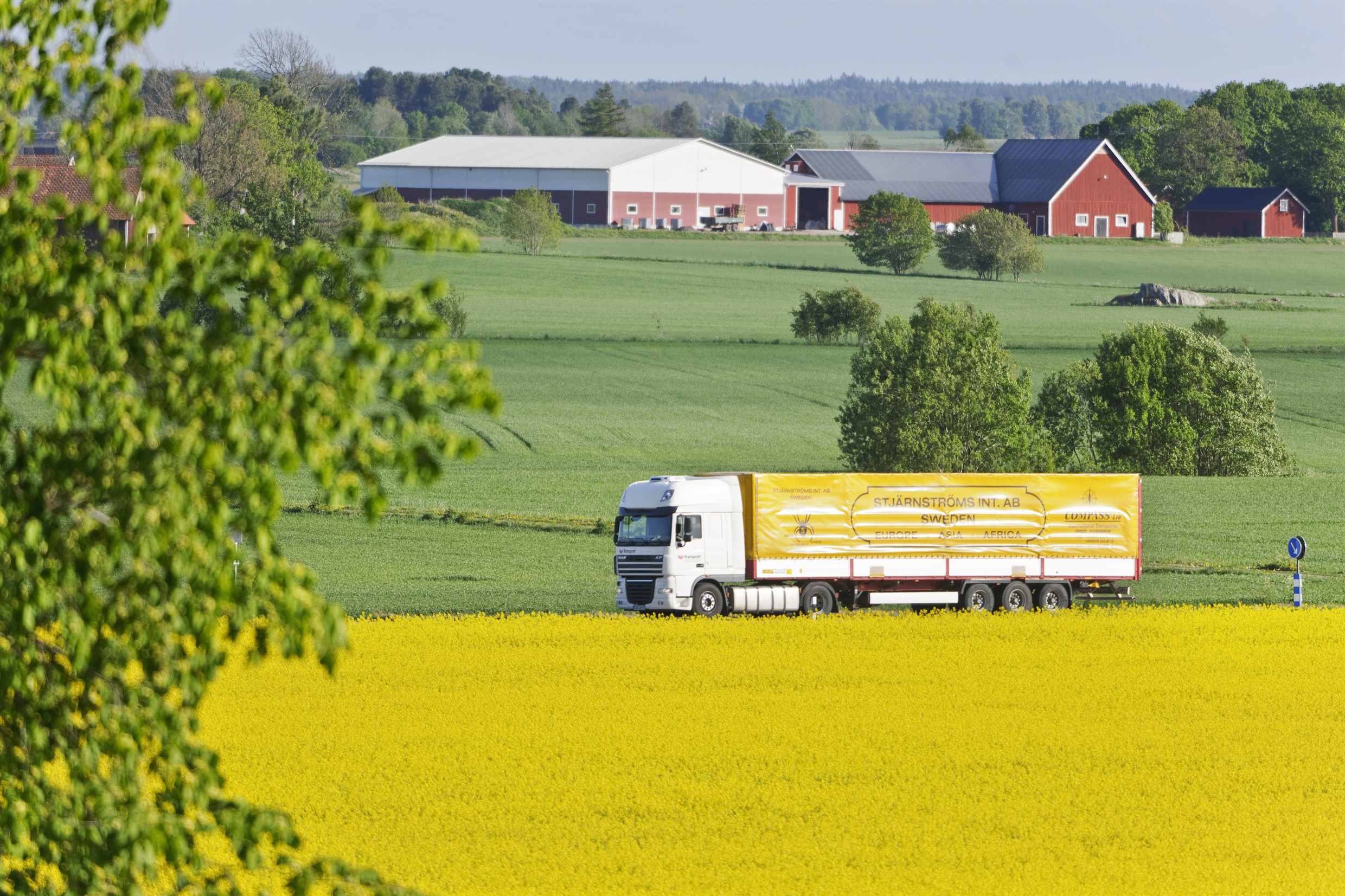 A lorry drives over a road that lies between a yellow flowering rape field in the foreground and a green field in the background. Buildings of a farm can be seen in the background.